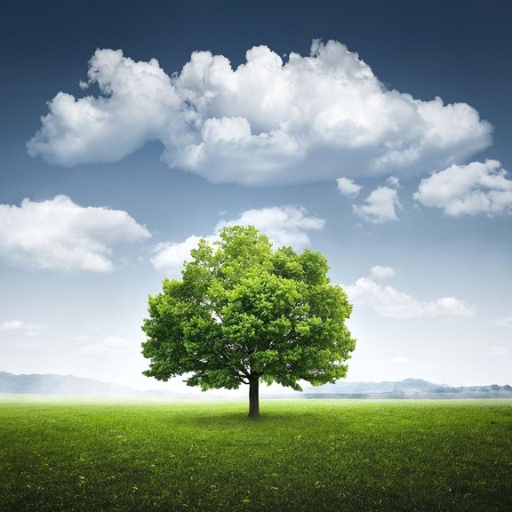 Lone tree Poster Print - Bess Hamiti-VARPDX2213762