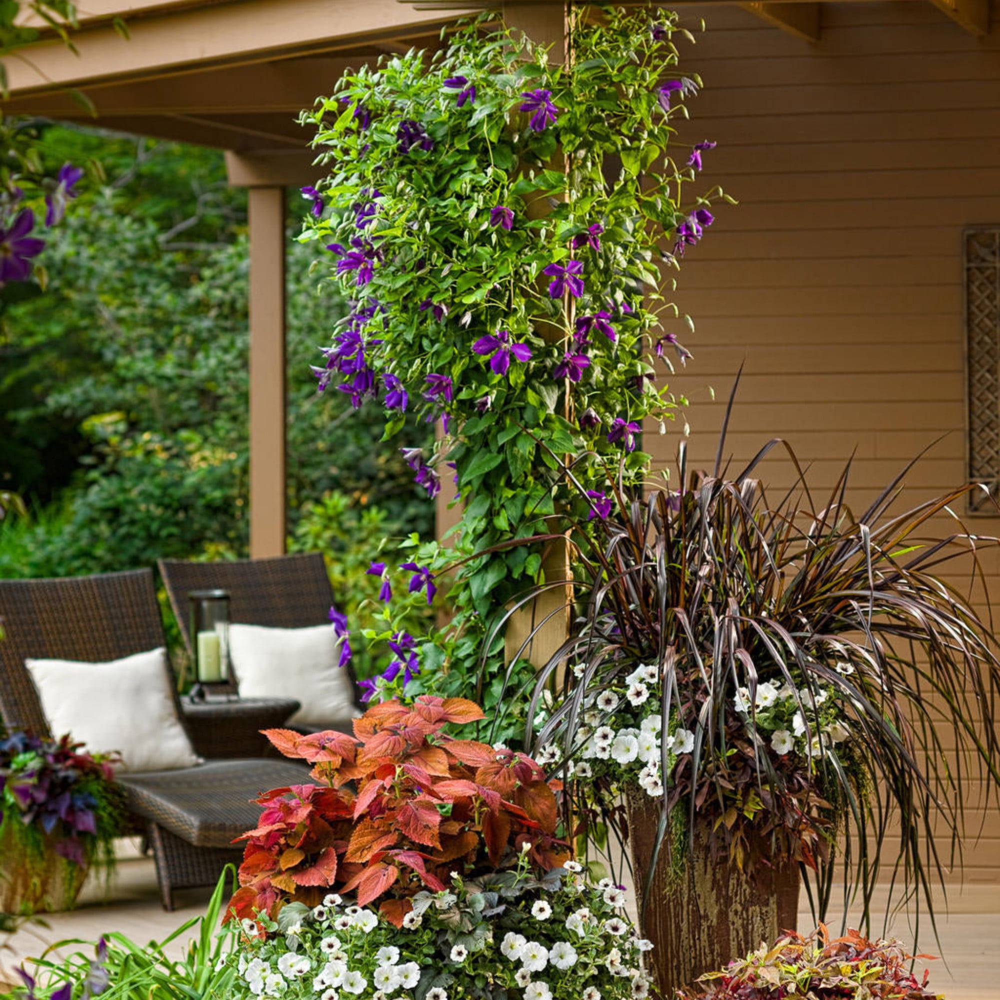 Proven Winners ColorChoice 5" Happy Jack Purple Clematis Live Plant in 4.5" Pot (4 Count)