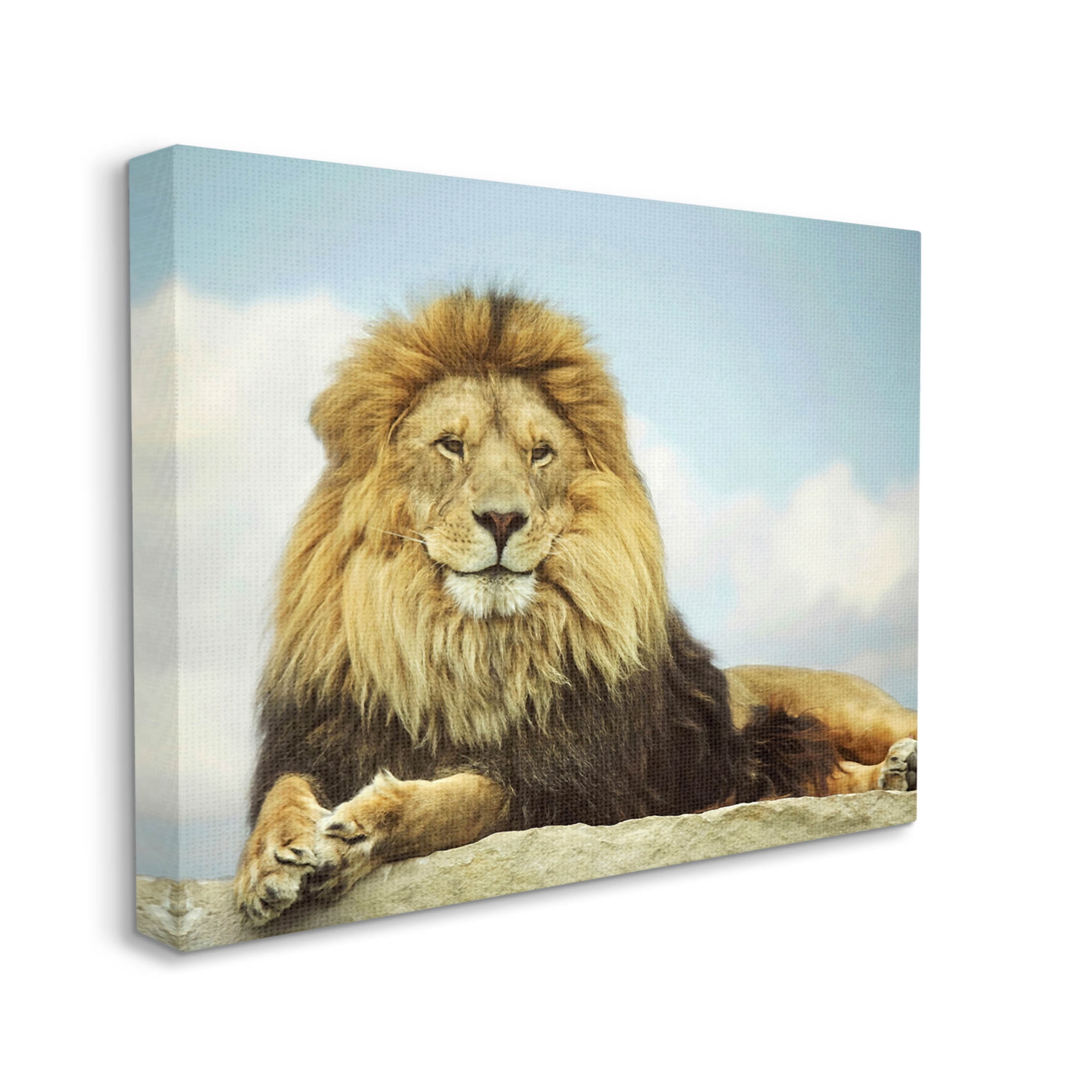 Stupell Industries Savanna Lion Photography Portrait Photograph Gallery Wrapped Canvas Print Wall Art, Design by Carrie Ann Grippo-Pike