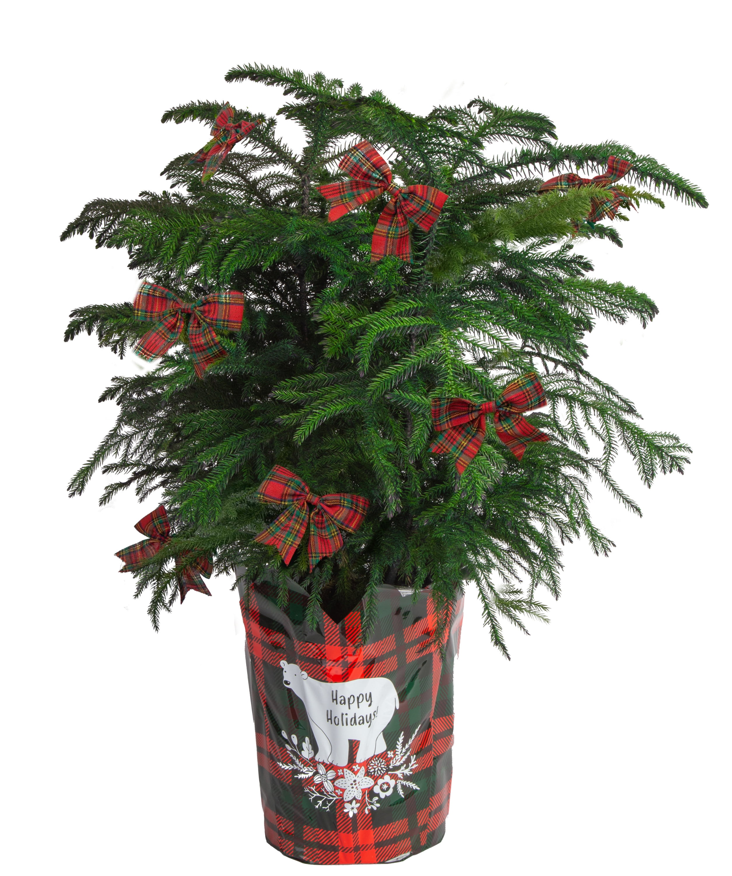 Costa Farms Live Indoor 36in Tall Green Holiday Norfolk Island Pine Bright Direct Sunlight Plant In 10in Pot Cover Walmart Com