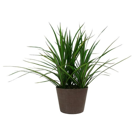 Dracaena Marginata in Pot, Do not recommend shipping to states currently experiencing extreme cold weather/temperatures. By Delray