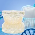 thumbnail image 4 of Equipo dental, modelo primario transparente, modelo dental de hoja caduca, modelo de dientes, calidad superior, 4 of 7
