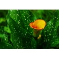 thumbnail image 2 of "Expert Gardener Outdoor Live Plant Calla Lily, 12""-16"" tall, 2 of 5