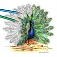 thumbnail image 4 of Staedtler Triangular Coloured Pencils, Set of 72 Colours, 4 of 6