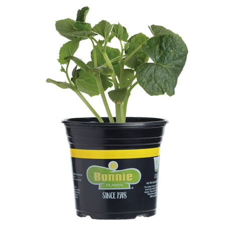 Bonnie Plants Bush Cucumber Live Plants, Burpless