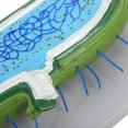 thumbnail image 3 of ROMANSENTIAL Anatomical Cell Model with Accurate Details for Science Classroom and Teaching Use, 3 of 8