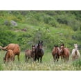 thumbnail image 2 of Zwick, Martin 18x15 Gold Ornate Wood Framed with Double Matting Museum Art Print Titled - Horses on their summer pasture National Park Besch Tasch in the Talas Alatoo mountain range, 2 of 4