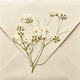 thumbnail image 4 of Topboutique 50 Pcs White Baby's Breath Flowers Bulk Dried Pressed Flowers Real Gypsophila Dried Flowers for Wedding Invitation, Scrapbooking, Art Craft DIY Making, Mini Size 2.3-3.1 inch, 4 of 7