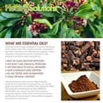 thumbnail image 1 of Healing Solutions 30ml Oils - Clove Essential Oil - 1 Fluid Ounce, 1 of 4