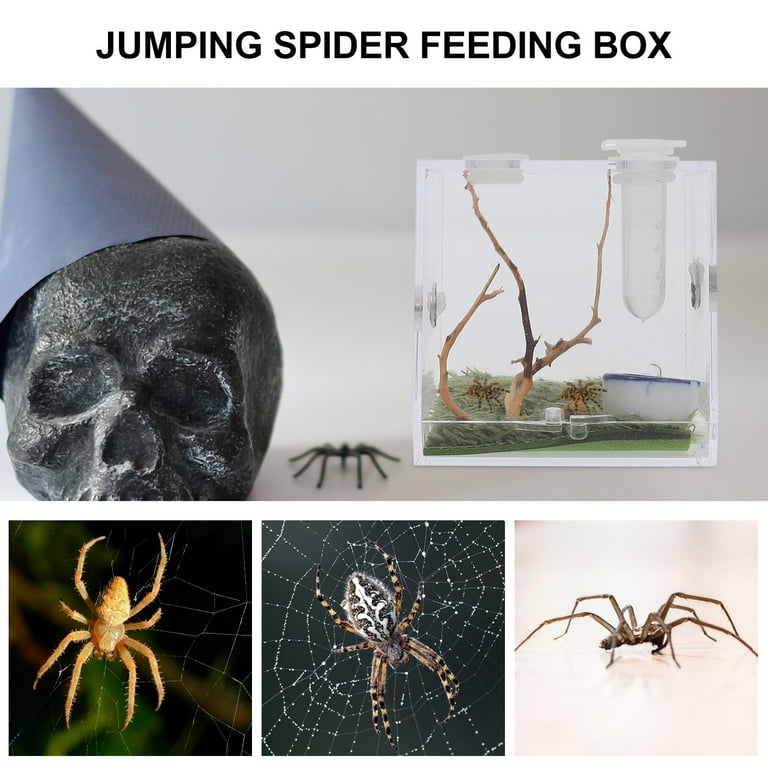 Made-to-order Medium Jumping Spider Enclosure, Jumping Spider