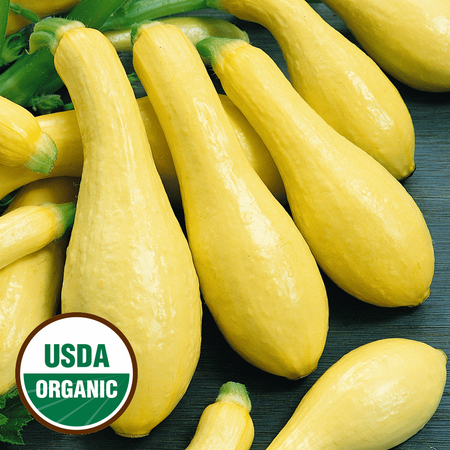 - Everwilde Farms - 20 Organic Prolific Straightneck Summer Squash Seeds - Gold Vault Jumbo Bulk Seed Packet