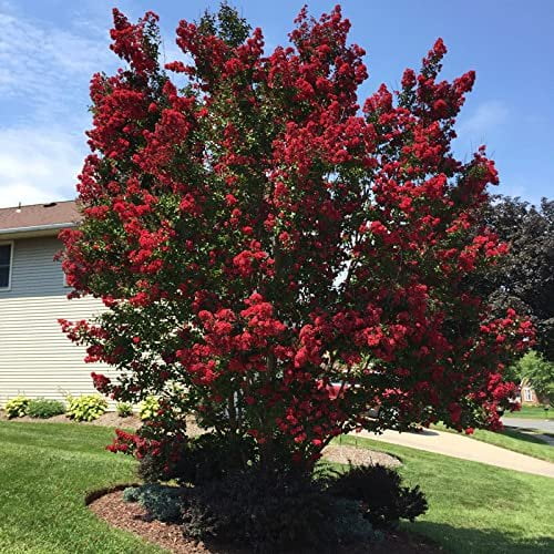 Crape Myrtle Dynamite Red  3 Live Plants  Vivid Red Blooms & Hardy Growth, Live Plant, Ornamental Shrub for Striking Garden Display