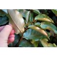 thumbnail image 5 of Elaeagnus Pungens I 1 Large Gallon Size Plant I Thorny Olive I Hardy Evergreen Shrub with Fragrant Blooms, Perfect for Hedges, Screening & Ornamental Garden Display, 5 of 6