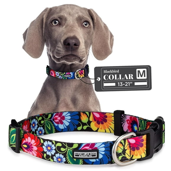 Collar para perros Lucky Love Dog Blackbird para perros pequeños y grandes