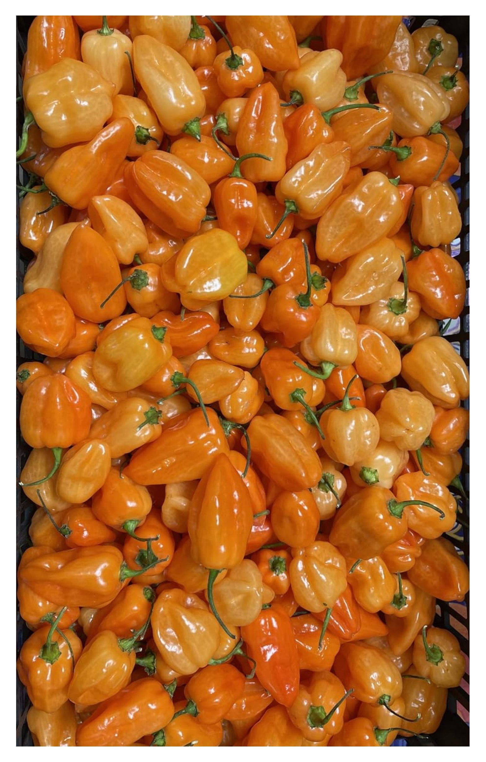 WDNMD9418 Habanero Chili Peppers - 2 lbs