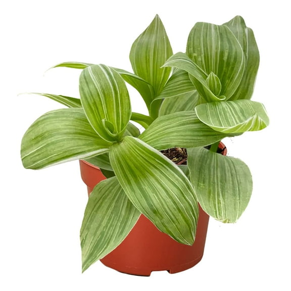 Tradescantia Sanna Live Plant for Indoor | Different Houseplants in 4'' & 6'' Pot | Real House Plant for Living Room, Office, Desk & Bathroom | Sanna Tradescantia
