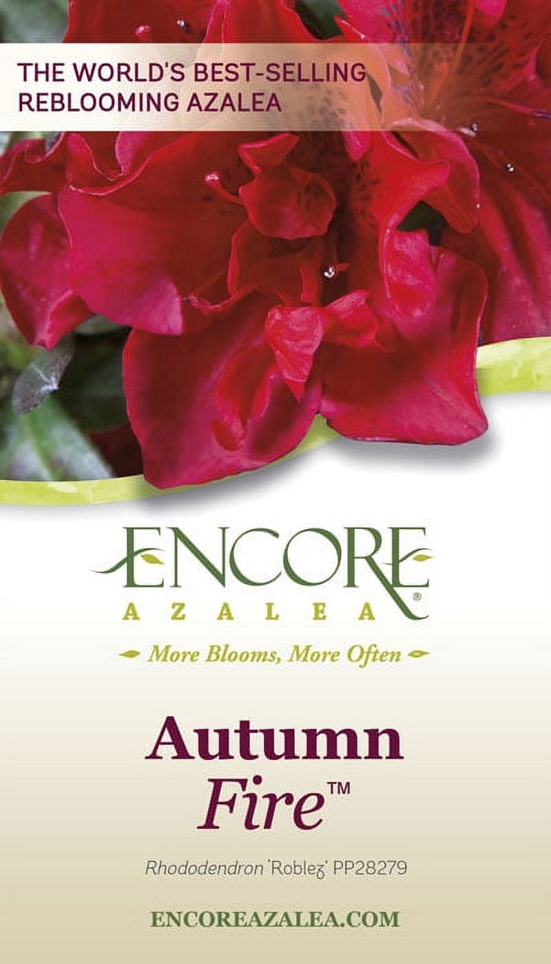 Encore Azalea Autumn Fire Live Shrub in 3-Gallon Grower Pot