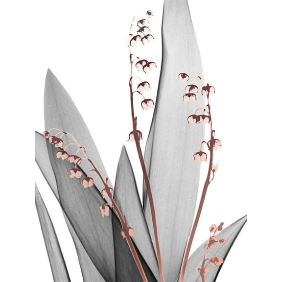 Art.com Lily of the Blush 1 Photo by Albert Koetsier, 24" x 32"