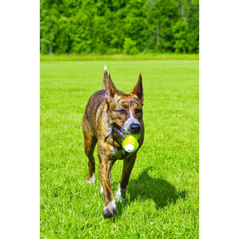 Hyper squawker dog toy sales