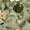 Color 5, variant on Peel and Stick Wallpaper Leopard Print Bold Spots Rich Textures 17.7in x 118in Contact Paper Removable Self Adhesive Wall Mural Wall Decor for Bedroom Kitchen Cabinets