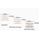 thumbnail image 4 of A Pack Of 1200 Hooded Waterproof Double Eyelid Tapes, 4 of 4