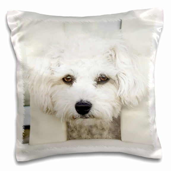 3drose, Maltese. Small Breed Dog. Friendly Dog. White., 16x16 inch Pillow Case