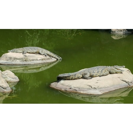 Crocodile Rock - Canvas Print Crocodile Lazy Day Crocodiles On Rocks Stretched Canvas 10 x 14