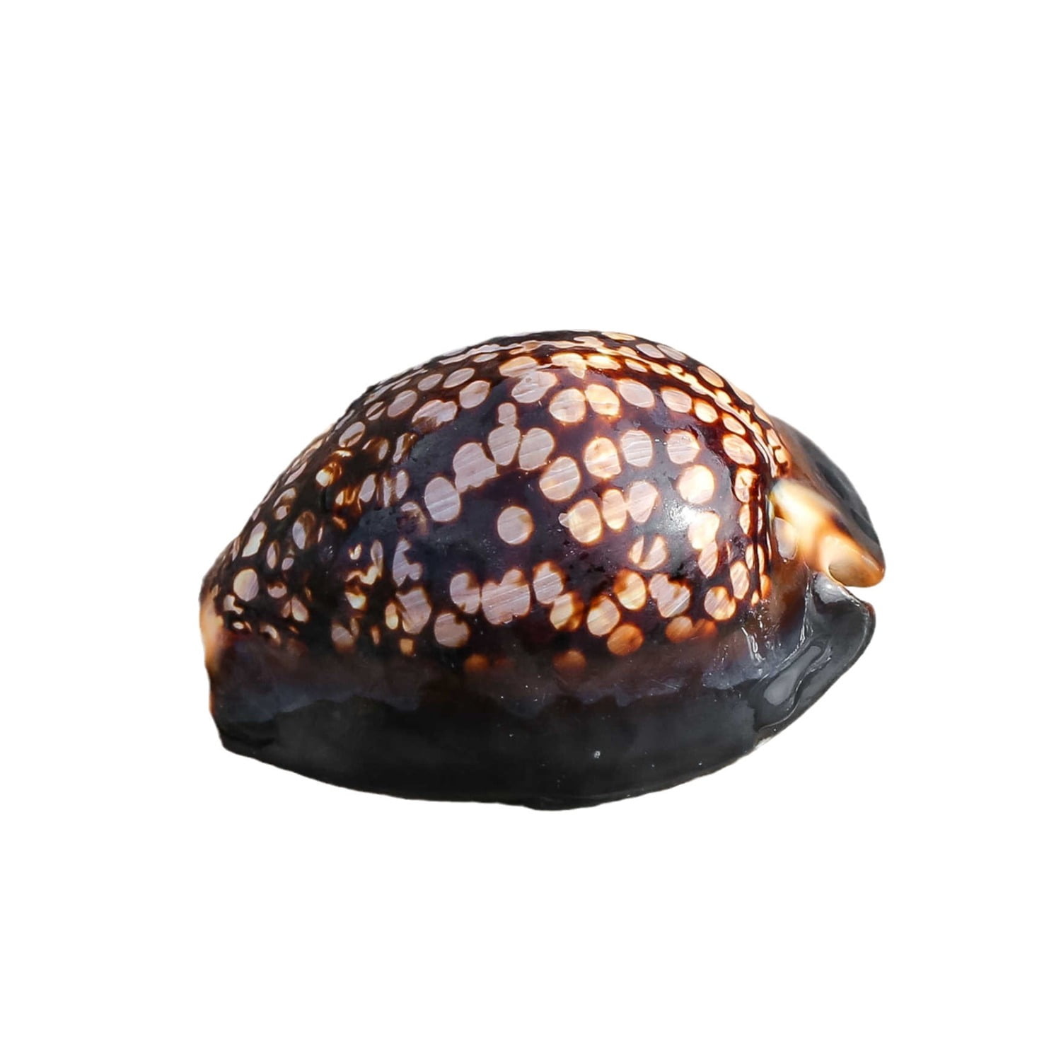 4 to 6cm Tortoise Shell Marine Specimen Ornament Aquarium Decor Coastal Style Handheld Shell Display Home Collection