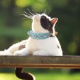 thumbnail image 3 of Tvtnvo LeatherDog Collar Studded Protection with Metal Buckle Adjustable Soft Breathable Punk Pet Accessory Long Lasting Defensive Design for Walks Training Blue 10.5-13in, 3 of 4