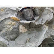 Bling Bling Us 3 Pcs Real Trilobite Fossil Specimen