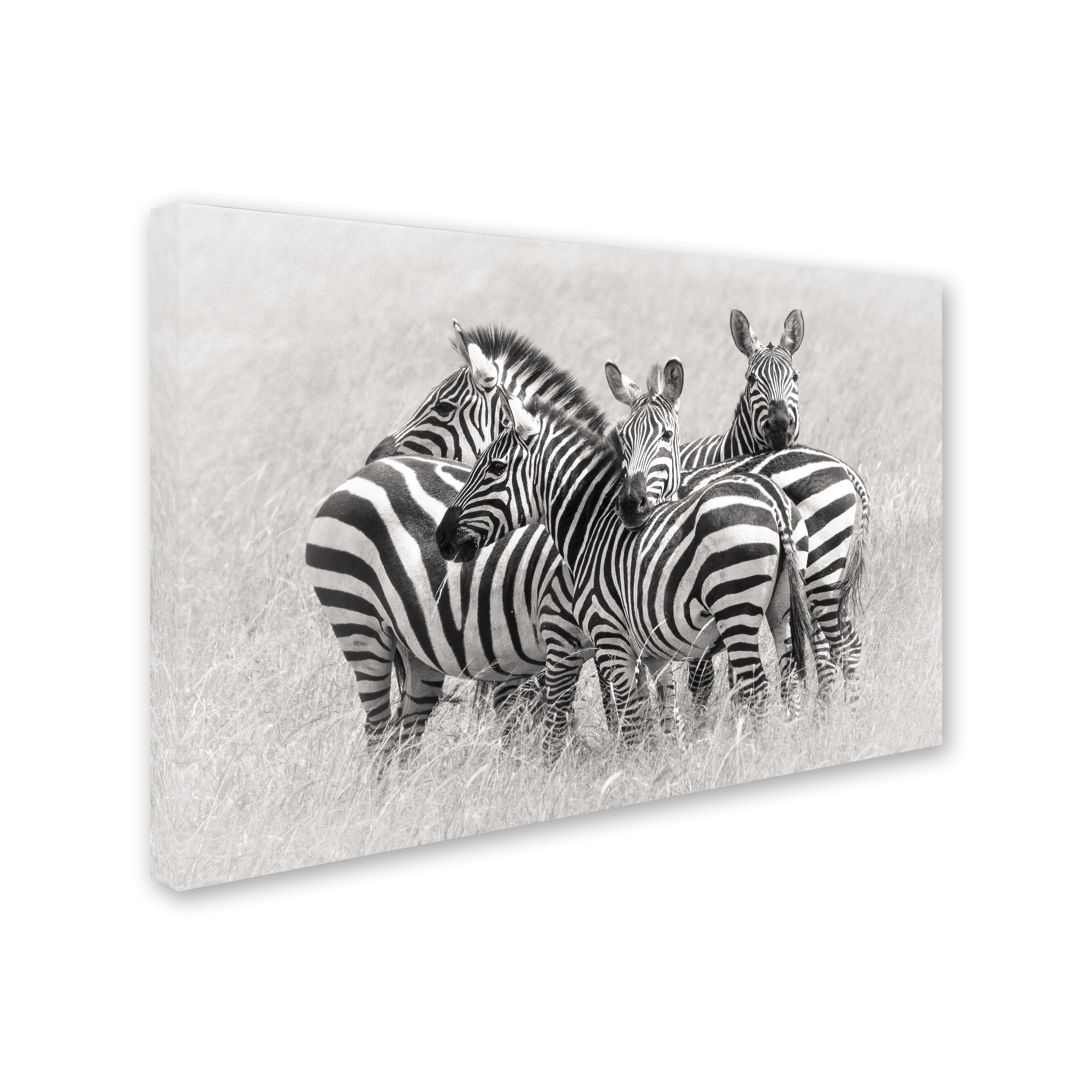 Trademark Fine Art 'Zebras' Canvas Art by Kirill Trubitsyn