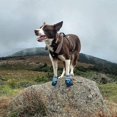 thumbnail image 4 of Botas para perros, zapatos impermeables para perros pequeños, medianos y grandes, para exteriores., 4 of 5