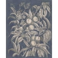 thumbnail image 2 of Meagher, Megan 12x14 White Modern Wood Framed Museum Art Print Titled - Vintage Fruit and Floral II, 2 of 4