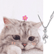 thumbnail image 3 of Collar  Xtellar Gato De Plata De Ley, 3 of 3