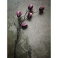 thumbnail image 3 of Lagaa, Kahar 19x24 Black Modern Framed Museum Art Print Titled - The Elegant Tulip, 3 of 5
