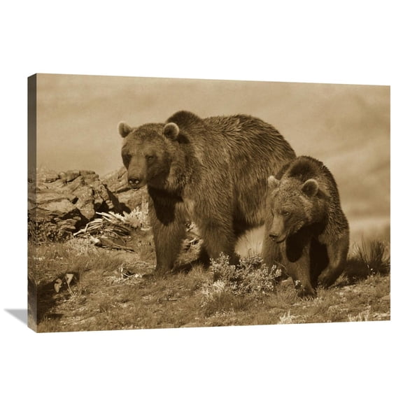Global Gallery Tim Fitzharris 'Grizzly Bear mother with a one year old cub, North America' Canvas Wall Art