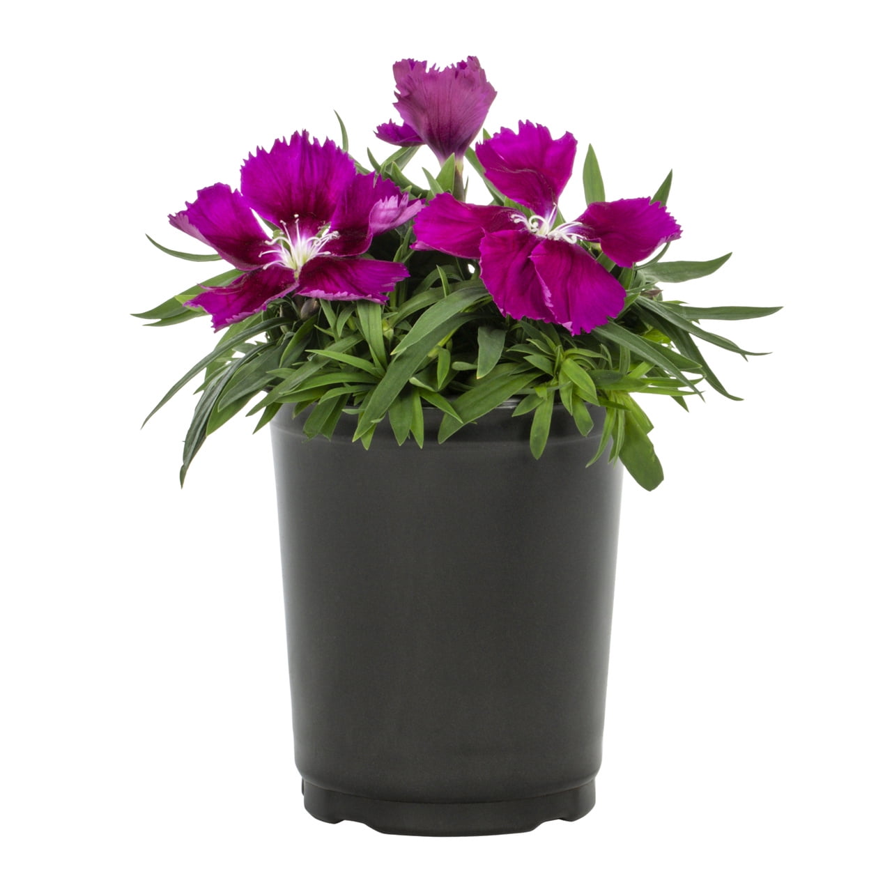 Expert Gardener 1PT Purple Dianthus Live Annual Plant Sun 6-Pack