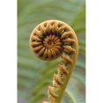 thumbnail image 2 of Close-Up Of A Curled amaumau Fern  Blurred Background Poster Print, 2 of 2