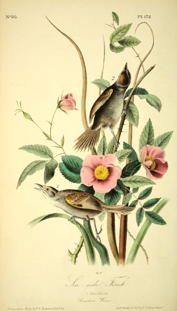 Birds Of America 18