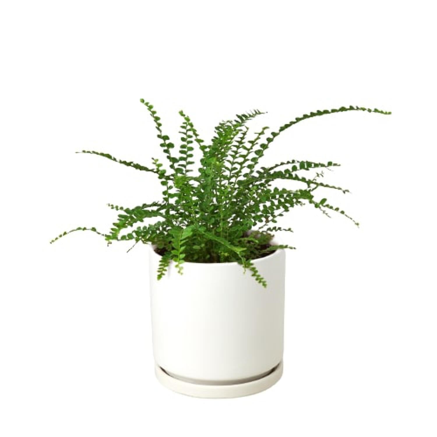 Fern 'Lemon Button', 4" Pot, Indoor Houseplant, Easy Care, Live Plant for Indoor & Outdoor