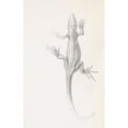 thumbnail image 2 of Julie de Graag 17x24 Gold Ornate Framed and Double Matted Museum Art Print Titled - Lizard, 2 of 4