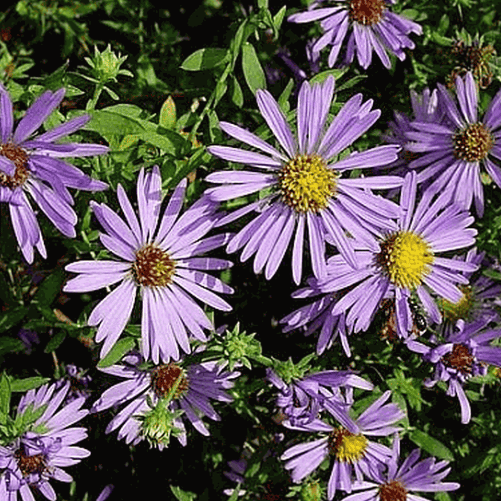 Everwilde Farms 500 Aromatic Aster Native Wildflower Seeds Gold