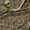 Mossy Oak Country Roots, variant on Guide Gear Extreme Deluxe Climber Tree Stand Mossy Oak Country Roots