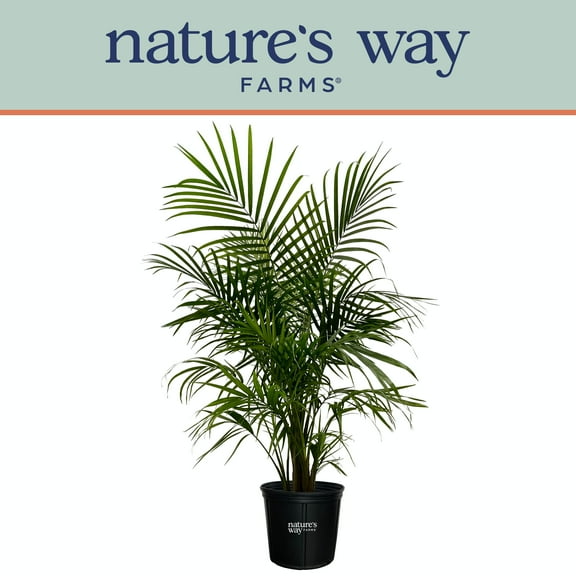 Nature's Way Farms Majesty Palm Live Plant (25-30 inches tall) in growers pot
