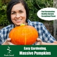 thumbnail image 2 of Park Seeds Large Marge Pumpkin, Pack of 10, 2 of 4