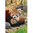 thumbnail image 2 of Eurographics Red Panda 250 pc, 2 of 2