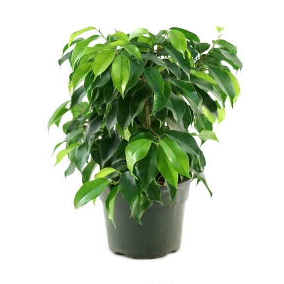 6 in. Ficus Spire Plant in Grower Container