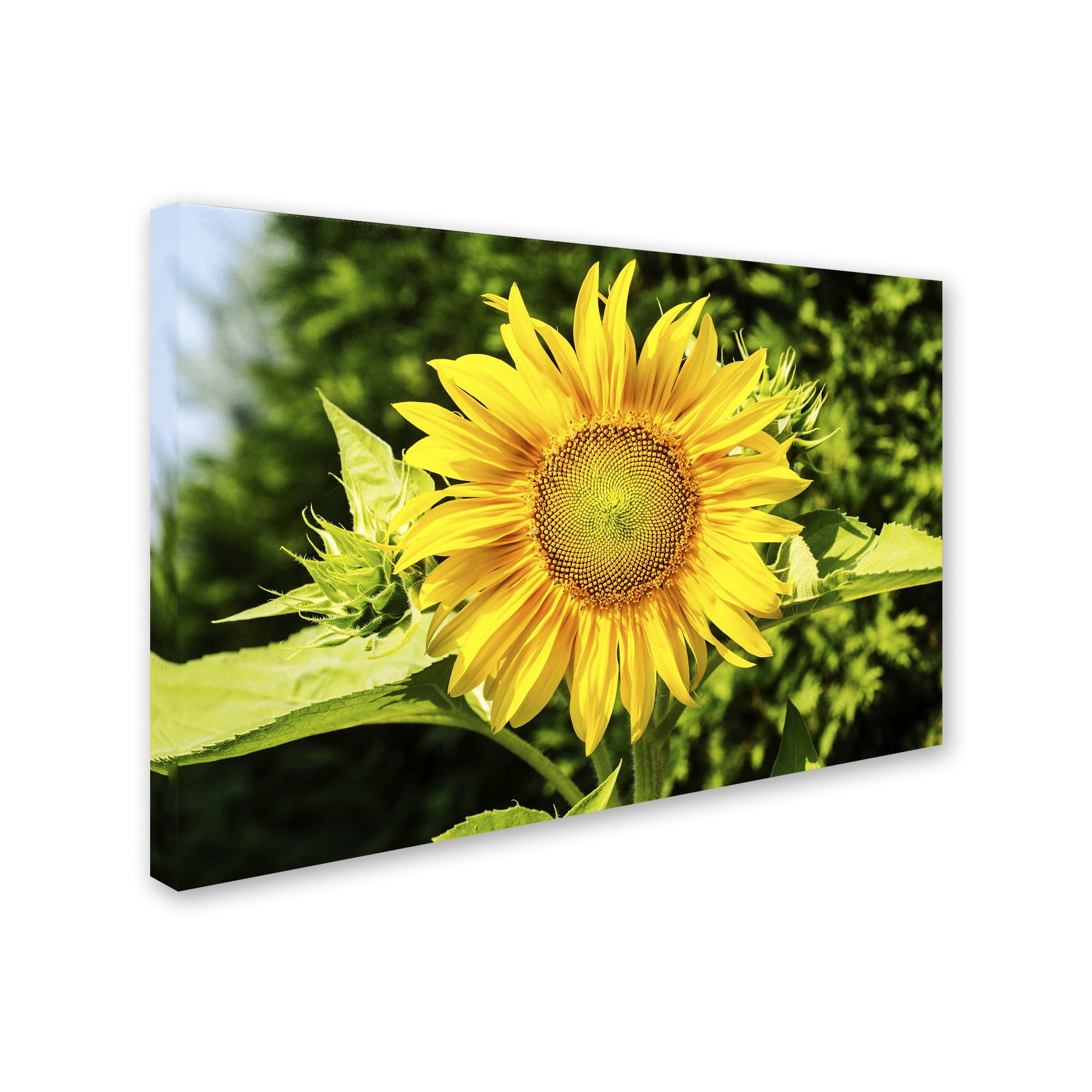 Trademark Fine Art "Just a Sunflower" Canvas Art by Kurt Shaffer