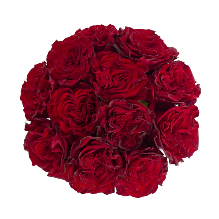 Rose Petals 3 Bags of Red Farm Direct Fresh Cut Flowers Petals by  Bloomingmore