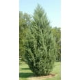 thumbnail image 3 of Juniper Burkii - 50 Live Trees - Juniperus Virginiana - Evergreen Screening Red Cedar, 3 of 8